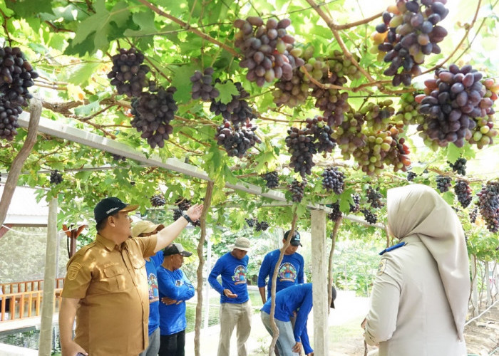 Jadi Kawasan Agrowisata Favorit Kota Palu, Kebun Anggur Duyu Bangkit Bukti Kerja GTRA