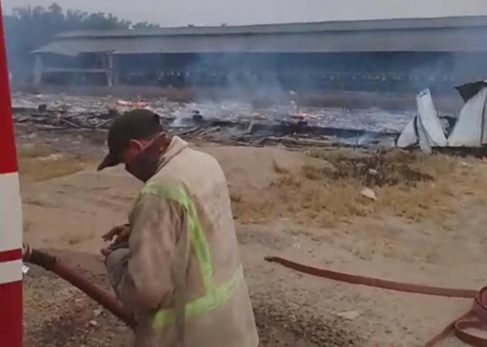  Kandang Ayam PT Ciomas Adi Satwa di Sungai Bertam Terbakar, Kerugian Capai Rp 1 Miliar