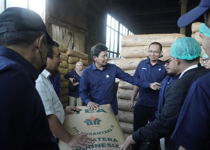 Komisaris PTPN Minta Produksi dan Pemasaran Teh Kayu Aro Ditingkatkan 