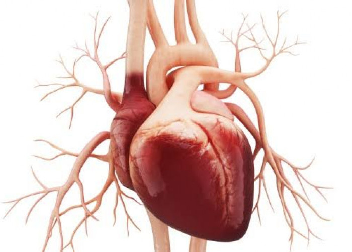 Waspada, Ini Gejala dan Cara Mengobati Penyakit Jantung Kardiomiopati