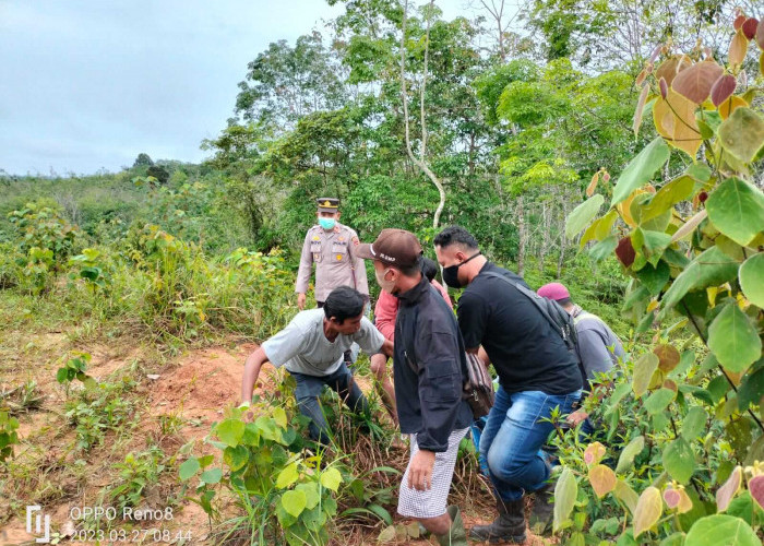 Mayat Laki Laki Tanpa Identitas Ditemukan di Perkebunan PT DMP di Batanghari 