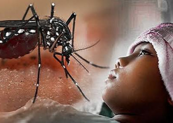 Waspada DBD saat Musim Pancaroba, Pemkab Minta Warga Lakukan Antisipasi