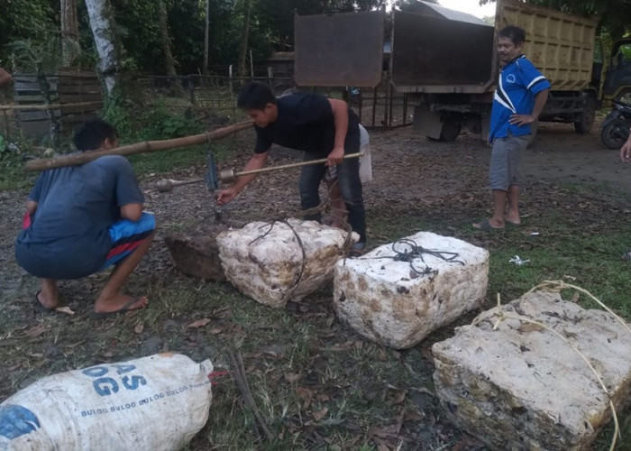 Di Tengah Musim Hujan, Berapa Harga Karet di Kabupaten Bungo Saat Ini?