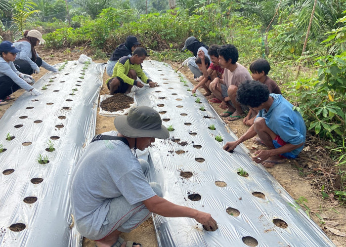 Program Desa Sehat UNJA Bantu SAD Bukit Suban: Pupuk Organik dan Budidaya Tanaman Hortikultura