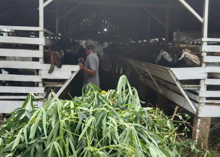 Berkat CSR SKK Migas PetroChina, BUMDes Terjun Gajah Sejahtera Lewat Budidaya Kambing Etawa