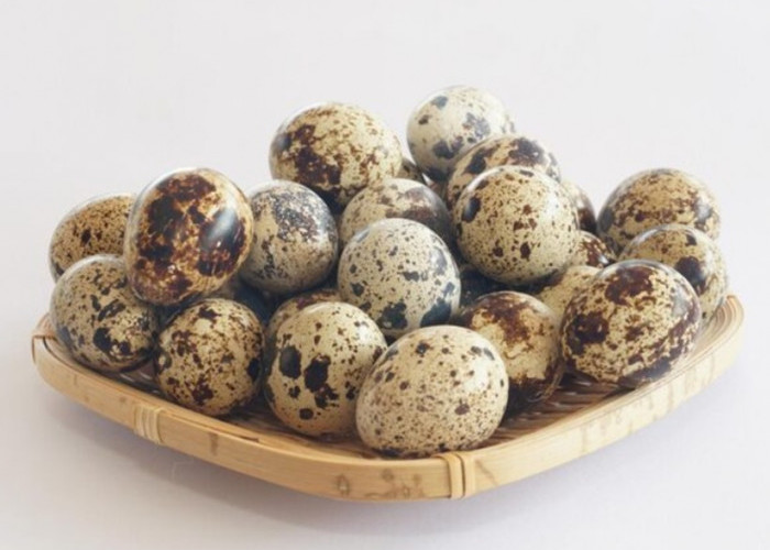 Bukan Sekadar Cantik! Terungkap Alasan Ilmiah Kenapa Telur Puyuh Bercorak dan Tak Pernah Sama