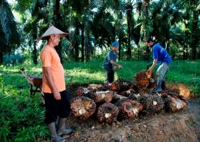 Harga Sawit Sempat Tertekan, PTPN IV PalmCo Jaga Serapan TBS Petani Sesuai Aturan