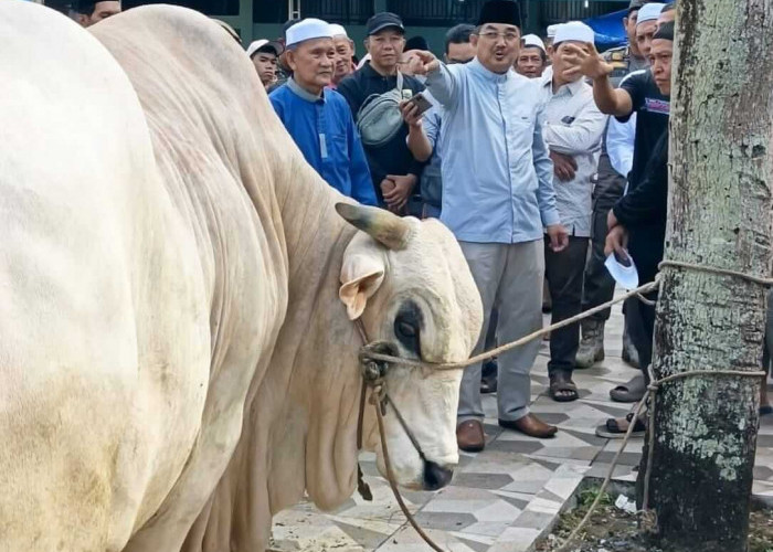 Bupati Anwar Sadat Serahkan Sapi Kurban Bantuan Presiden RI di Masjid Raya Al Muttaqin