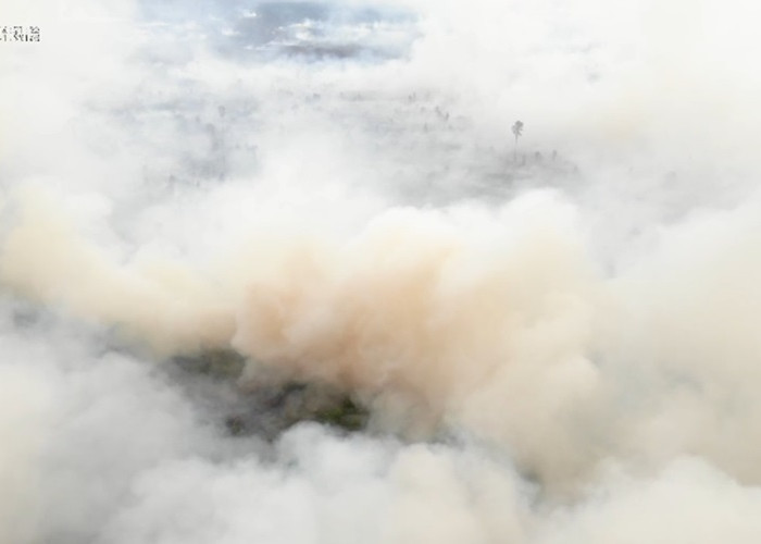 Karhutla di Jambi, 3 Ribu Hektar Lebih Hutan dan Lahan Terbakar 