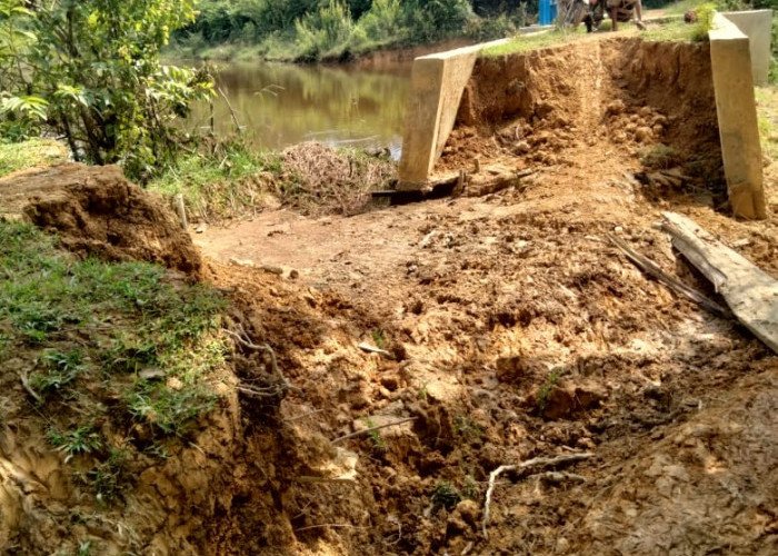 Bendungan Sawah di Kabupaten Tebo Longsor, Petani Tanjung Sari Terancam Gagal Panen