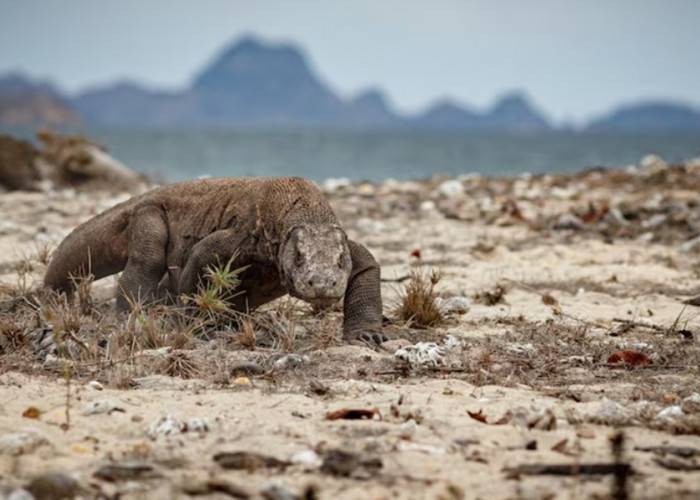 Keren! Pulau Komodo Jadi Salah Satu Destinasi Terbaik Dunia 2026