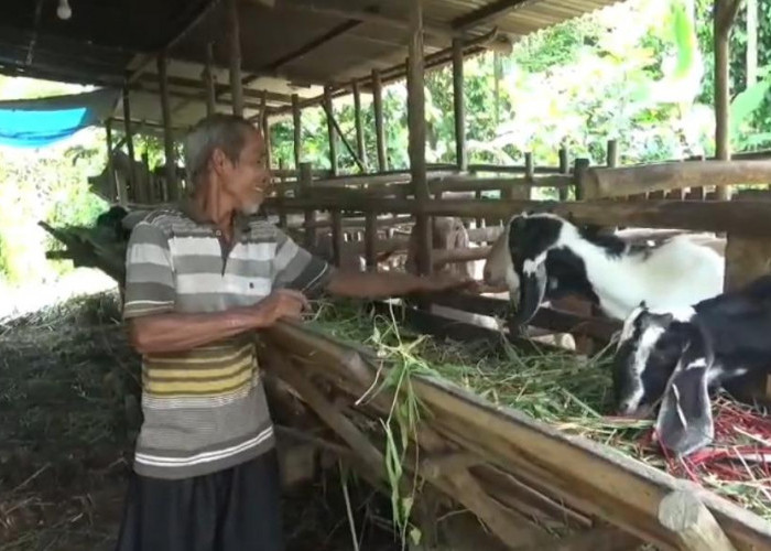   Penjualan Kambing Kurban di Muaro Jambi Lesu,  Harga  Sapi Masih Stabil 