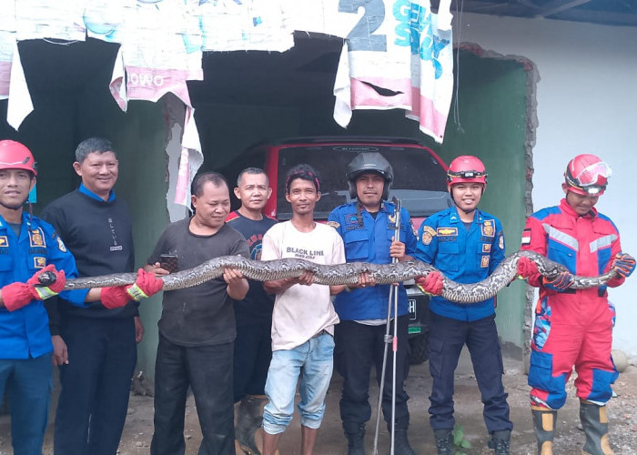 Ular Sanca Kerap Masuk Pemukiman Warga, Petugas Damkar : Dua Hari Berturut Turut 