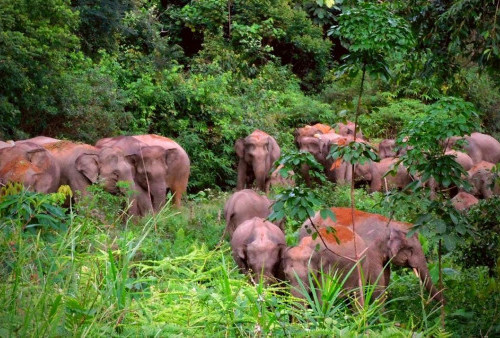 Gubernur Jambi Resmikan Pusat Informasi Konservasi Gajah di Tebo