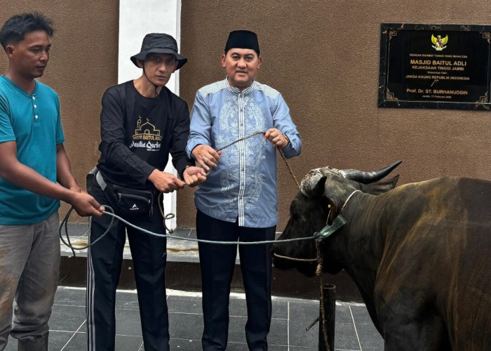 Kejati Jambi Kurban 14 Ekor Sapi, Semangat Kebersamaan dan Kepedulian di Hari Raya Iduladha