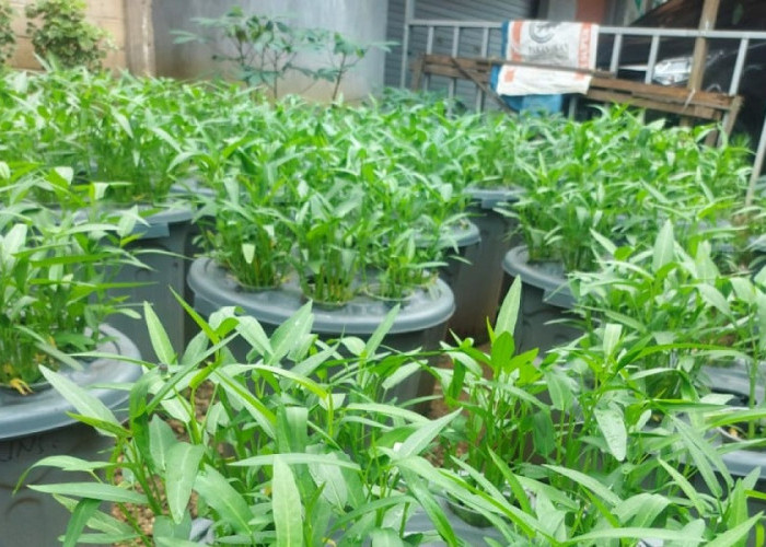 Uang Dapur Utuh! Ini Cara Cerdas IRT Panen Sayur dan Ikan Sendiri untuk Pangkas Belanja dengan Budikdamber