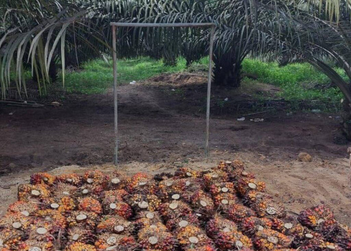 Narkoba, Penyebab Sawit Rakyat di Sumut Rentan Pencurian Terorganisir Disertai Kekerasan