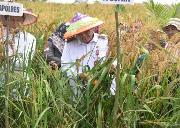 Panen Padi Ladang di Pulau Lintang, Pj Bupati Sarolangun Harap Bisa Kendalikan Harga Beras