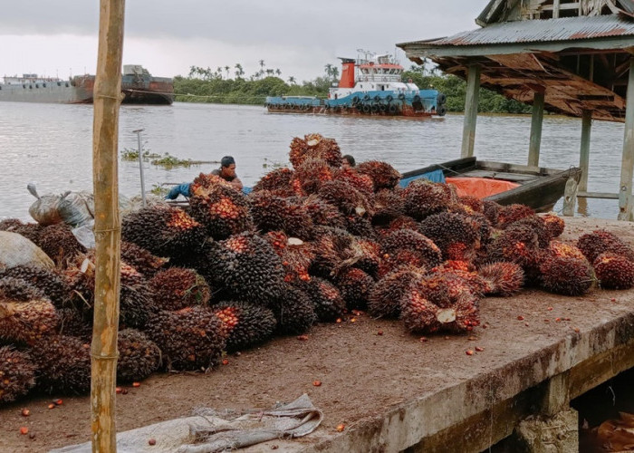 Turun Tipis-tipis, Segini Harga Sawit Jambi untuk Satu Minggu ke Depan