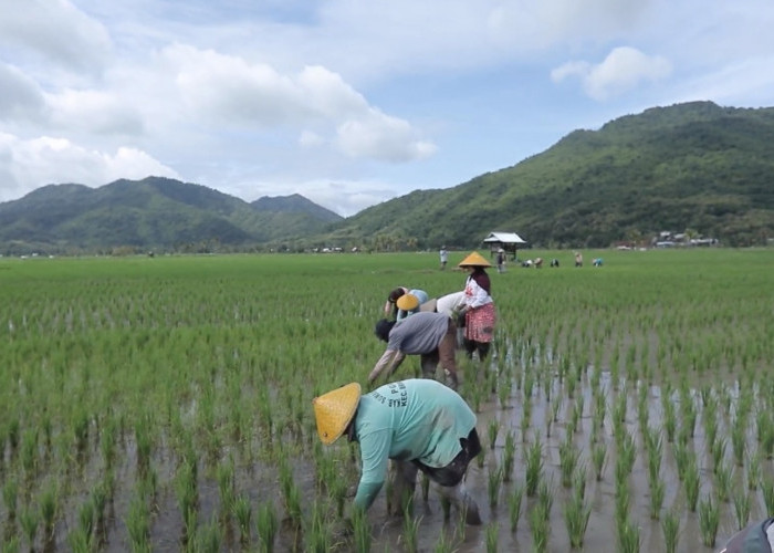 5.200 Desa Terjangkau, Desa Manemeng Jadi Bukti Nyata Sukses Program Desa BRILiaN BRI Berbasis Potensi Lokal