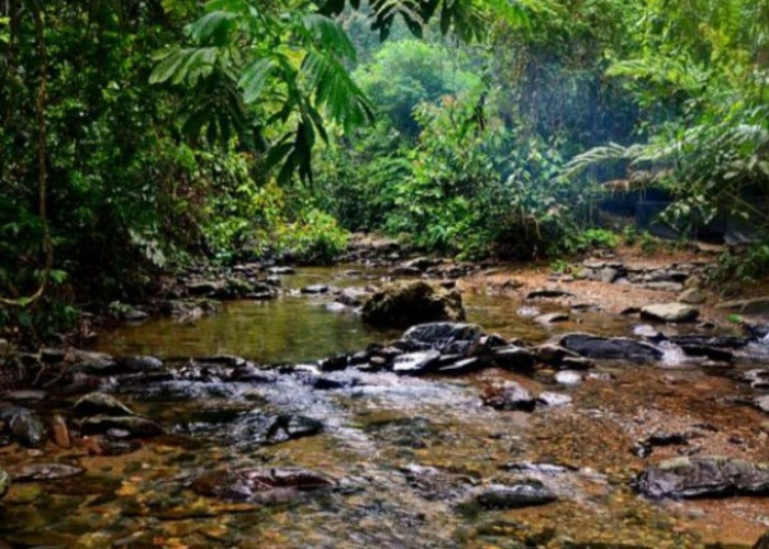 Provinsi Jambi Punya 7.983 Hektare Hutan Adat, Terbanyak di Kabupaten Kerinci