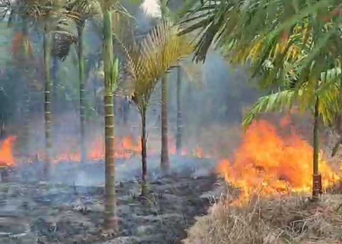 Lima Kecamatan di Muaro Jambi Jadi Prioritas Pengawasan Karhutla, Warga Diminta Waspada