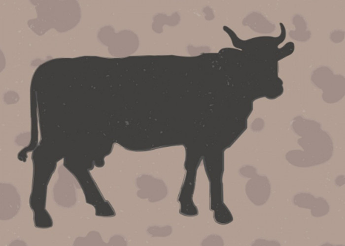 Wow! 12 Sapi Jumbo Bantuan Presiden Prabowo Subianto Siap Masuk Jambi, Bobotnya Tembus 1 Ton per Ekor