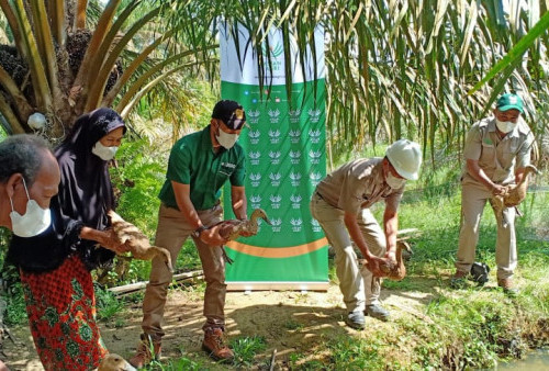 Asian Agri Dukung UMKM Peternak Bebek, untuk Gerakkan Ekonomi Desa