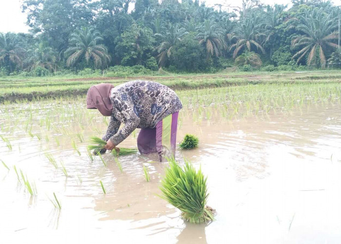 Tanam Padi Masih Manual, Petani Dusun Rantau Ikil Berharap Bantuan Alat Pertanian 
