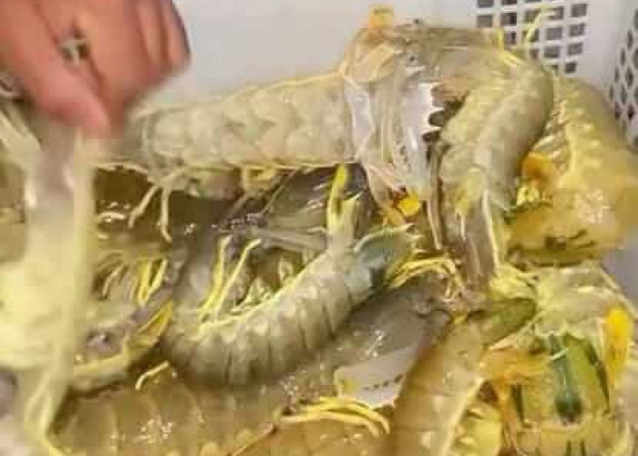 Berkah Kemarau Bagi Nelayan Udang di Tanjab Timur, Tangkapan Udang Meningkat