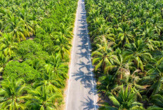 Naik! Ini Dia Update Harga Sawit Jambi untuk Periode 5 - 11 Desember 2025