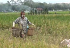 Kekeringan, Ribuan Hektare Padi di Muarojambi Terancam Gagal Panen 