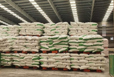 Pupuk Impor & Lokal Sama-Sama Mahal: Petani Sawit Kurangi Pemupukan, Produktivitas Terancam