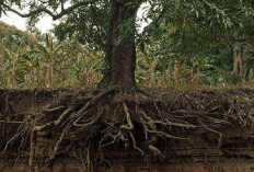  Jangan Asal Tanam! Kenali Ciri Pohon yang Bisa Bikin Pondasi Rumah Retak dan Jebol