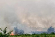 Waspada, 73 Desa di Murao Jambi Masuk Dalam Zona Rawan Karhutla,  BPBD : Maksimalkan Koordinasi