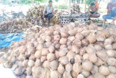  Jalur Ekspor Pasar Global Kelapa Dalam ke Malaysia, Kawasan Nipah Panjang Tanjab Timur