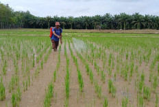 Jeritan Petani Bungo! 3 Musim Tanam Tanpa Pupuk Subsidi, Sawah 45 Hektare Terancam