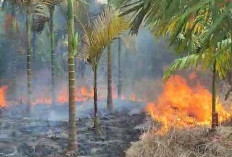  Si Jago Merah Ngamuk, Lahan Pinang di Bukit Baling Muaroi Jambi Hangus Terbakar