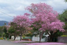 Solusi Hunian Sejuk! 7 Pohon Peneduh Estetik yang Aman untuk Fondasi Rumah Minimalis, Tips Sebelum Menanam