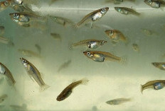 Bukan Cuma Sapu-Sapu, Populasi Ikan Cere dan Guppy Meledak di Perairan Indonesia