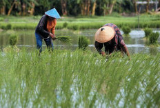  Pemkab Batang Hari Siap Tingkatkan Efisiensi Pengairan Sawah   