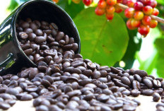 Menjelajah ‘Emas Hitam’ Jambi: Rahasia di Balik Sensasi Rasa Dunia Kopi Arabika Kerinci