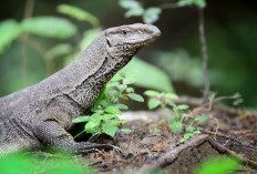 Tak Sekadar Komodo! Flores Ternyata Surga Tersembunyi Indonesia, dari Danau 3 Warna hingga Pantai Pink Langka