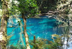 Simak Nih! Ternyata Merangin Punya Surga Wisata yang Bikin Wisatawan Jatuh Hati, Nomor 5 Wajib Dikunjungi