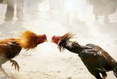 Warga Mendahara Tanjab Timur Resah Sabung Ayam, Petugas Langsung Turun ke Lokasi