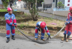 Warga Alam Barajo Kota Jambi Dibuat Geger dengan Kemunculkan Seekor Ular Sanca 
