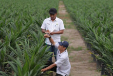 PTPN IV PalmCo Percepat Distribusi Bibit Sawit Unggul untuk Tingkatkan Produktivitas Petani
