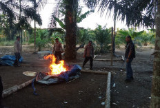 Langkah Tegas Kapolres Tanjab Timur! Arena Sabung Ayam di Muara Sabak Timur Dibongkar