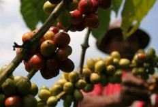  Bukan Arabika atau Robusta, Ini Kopi Khas Tanjab Barat yang Tumbuh di Lahan Gambut