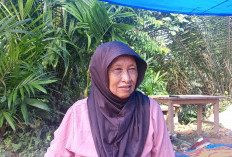 Gerakan Pulihkan Hutan Lanskap Bukit Tigapuluh Meluas Hingga ke Petani Perempuan